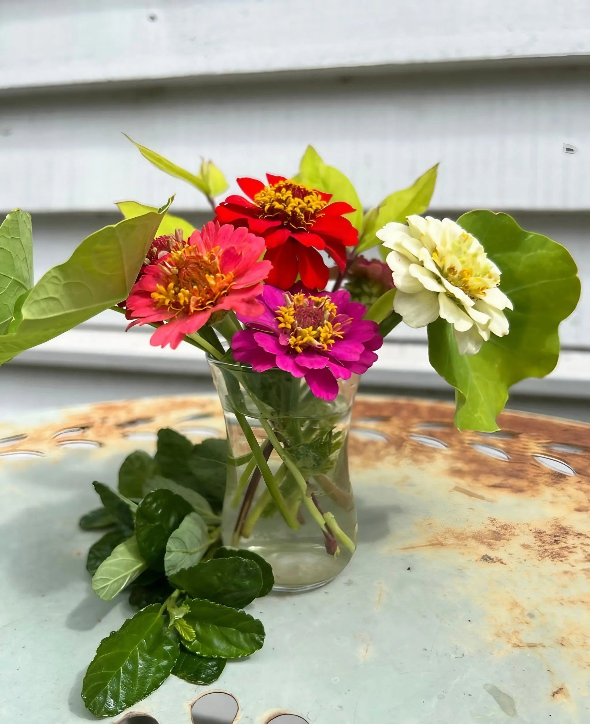 Zinnia Lilliput Mix - REGN