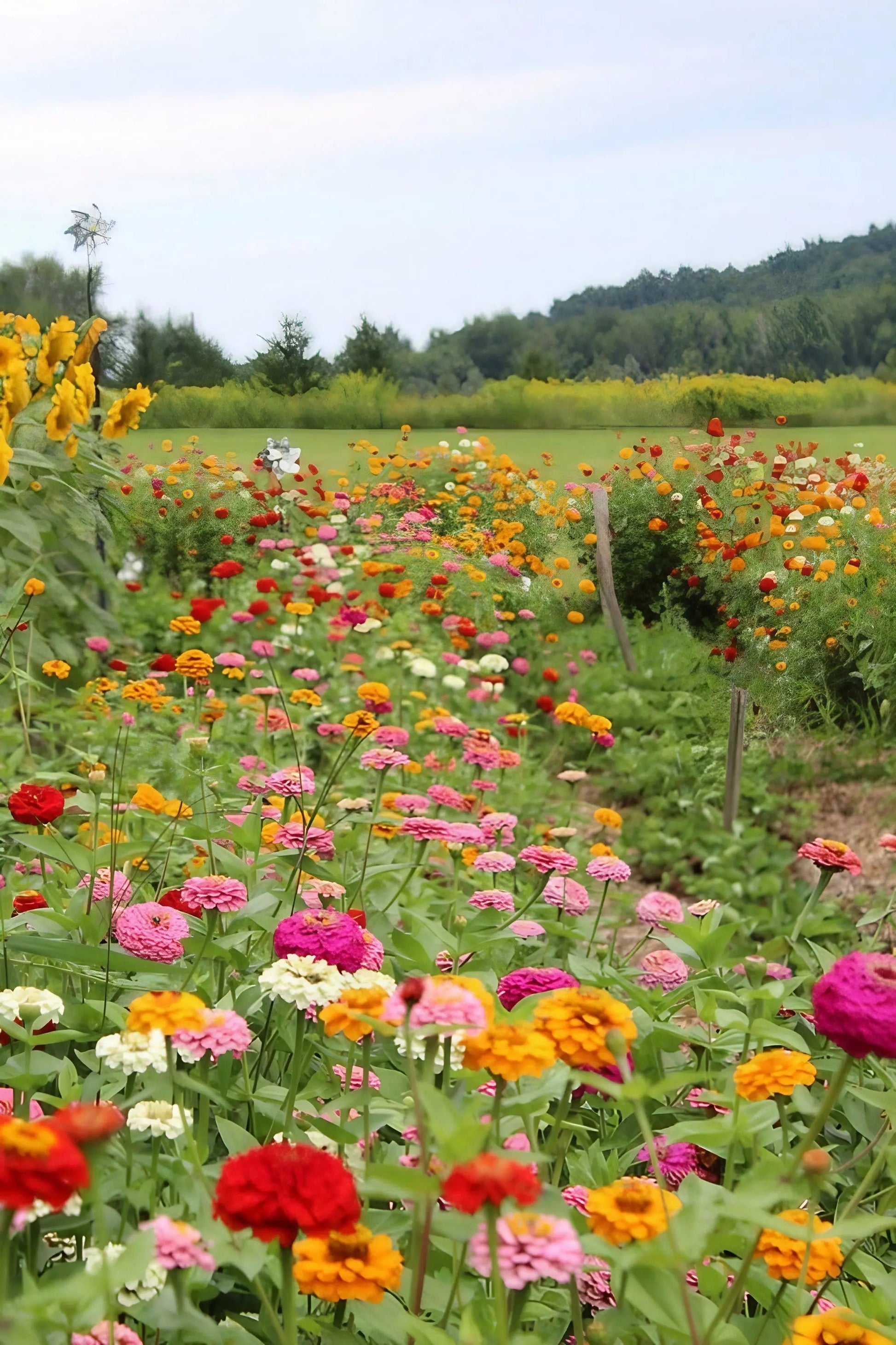 Zinnia Lilliput Mix - REGN
