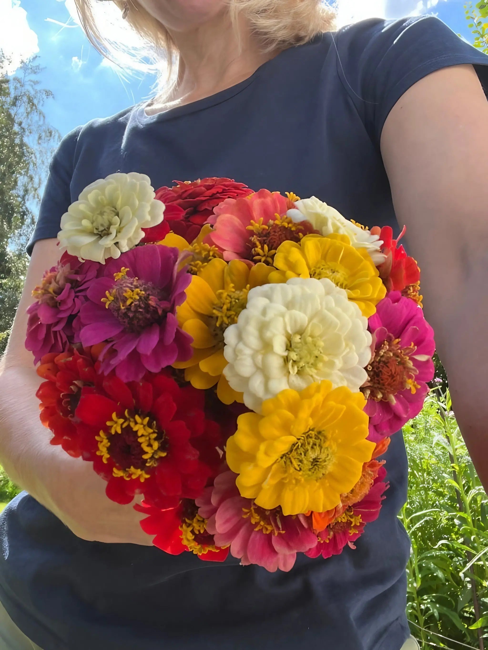 Zinnia Lilliput Mix - REGN