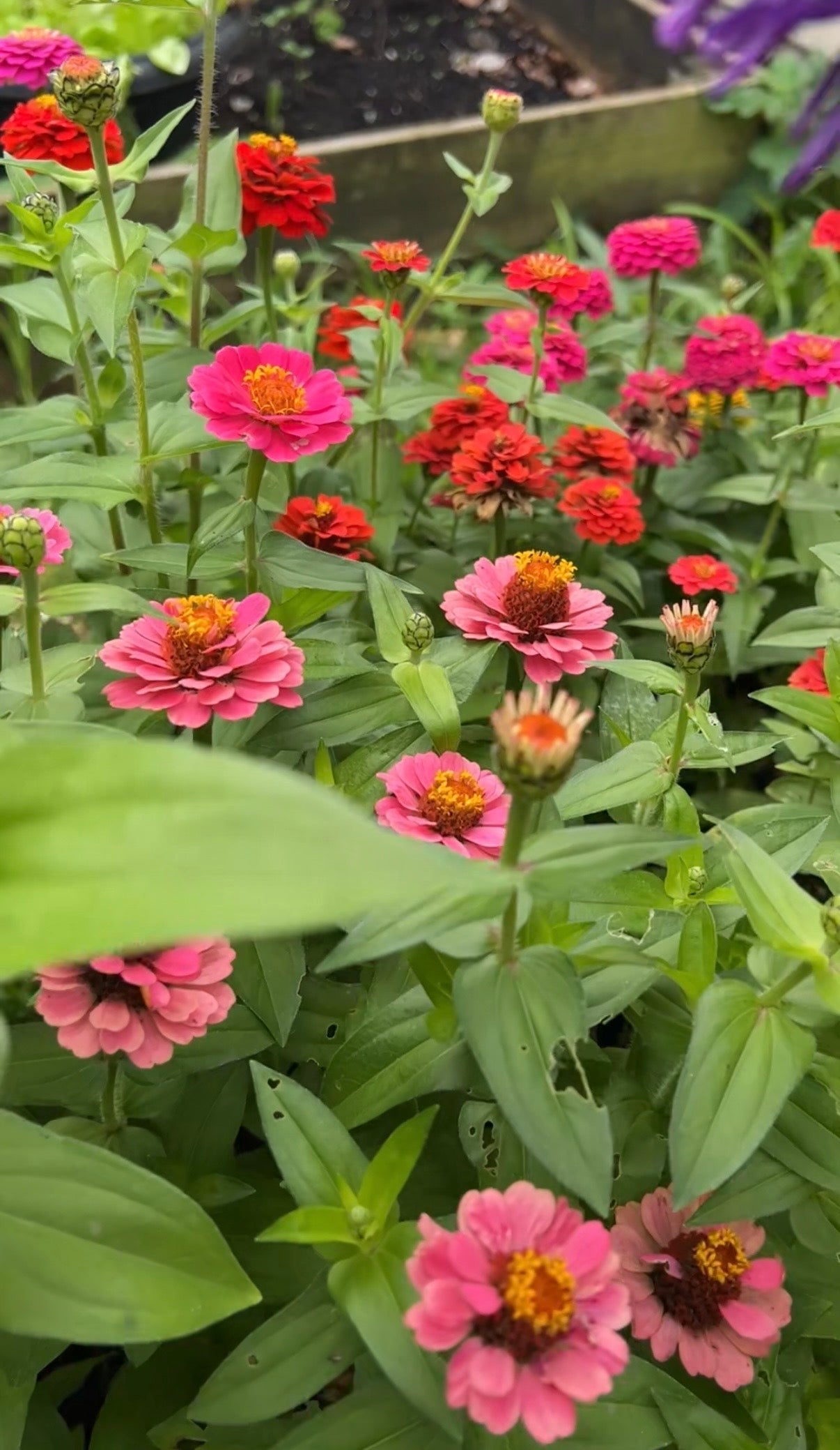 Zinnia Lilliput Mix - REGN