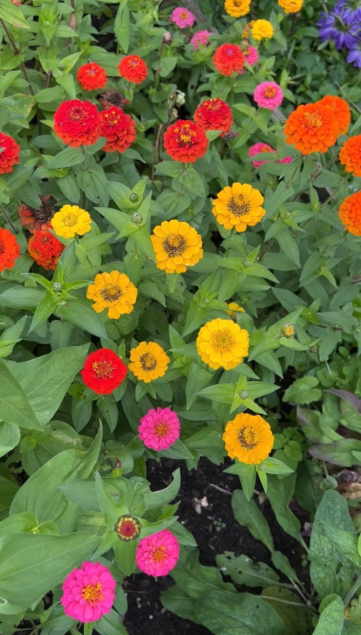 Zinnia Lilliput Mix - REGN