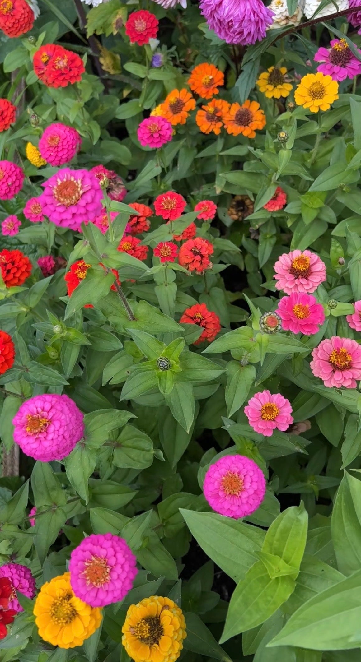 Zinnia Lilliput Mix - REGN