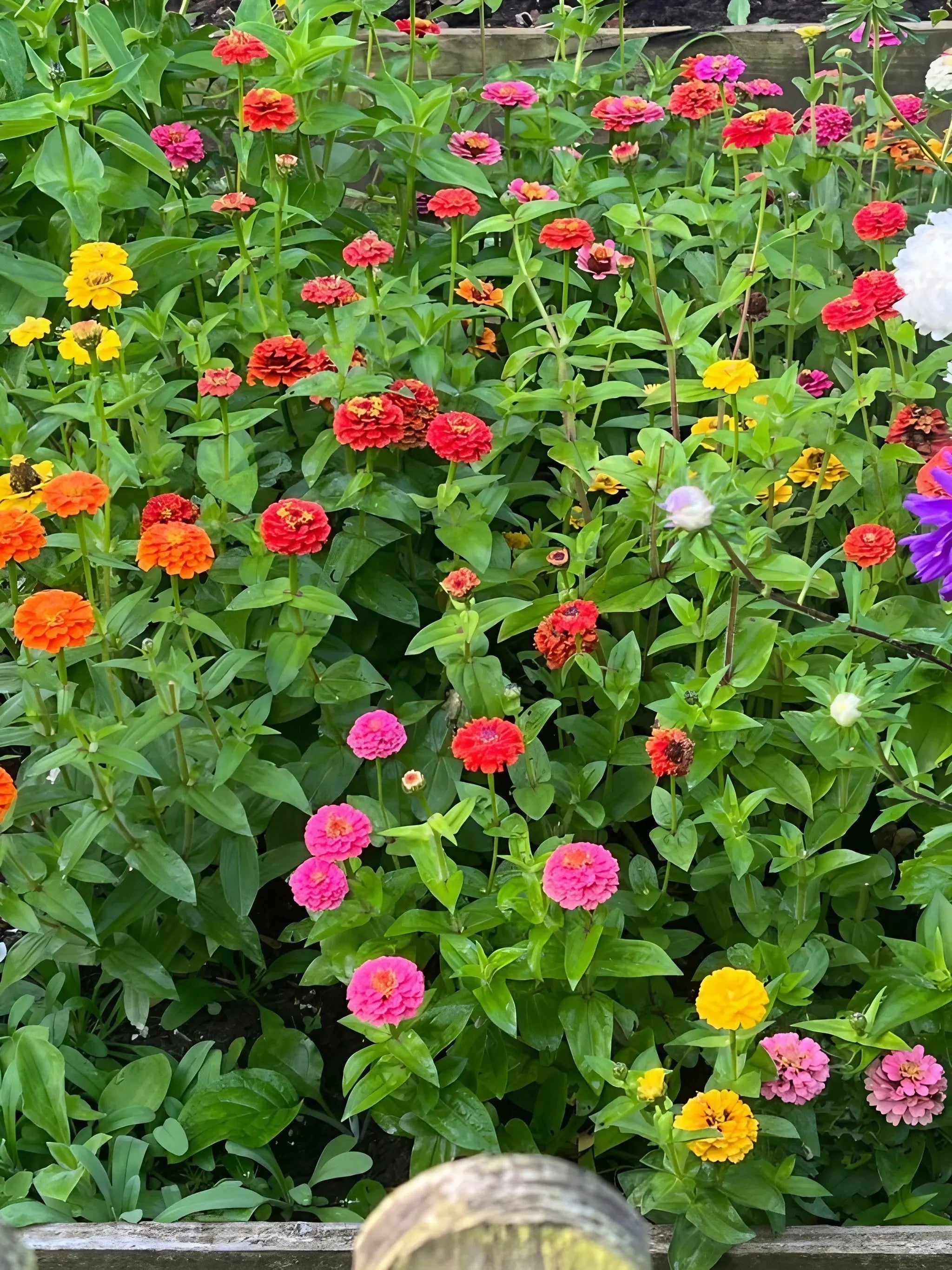 Zinnia Lilliput Mix - REGN