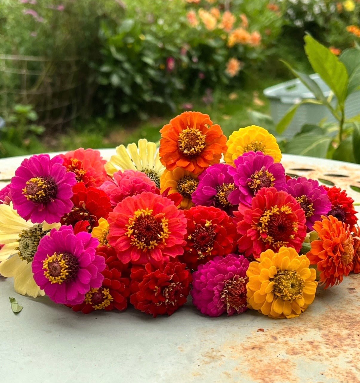 Zinnia Lilliput Mix - REGN