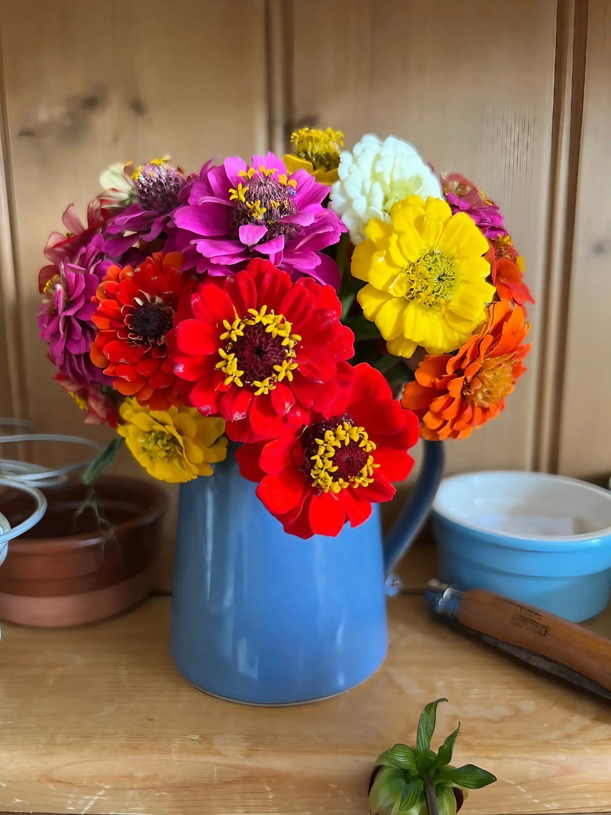Zinnia Lilliput Mix - REGN