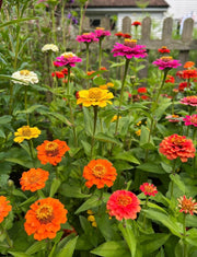 Zinnia Lilliput Mix - REGN