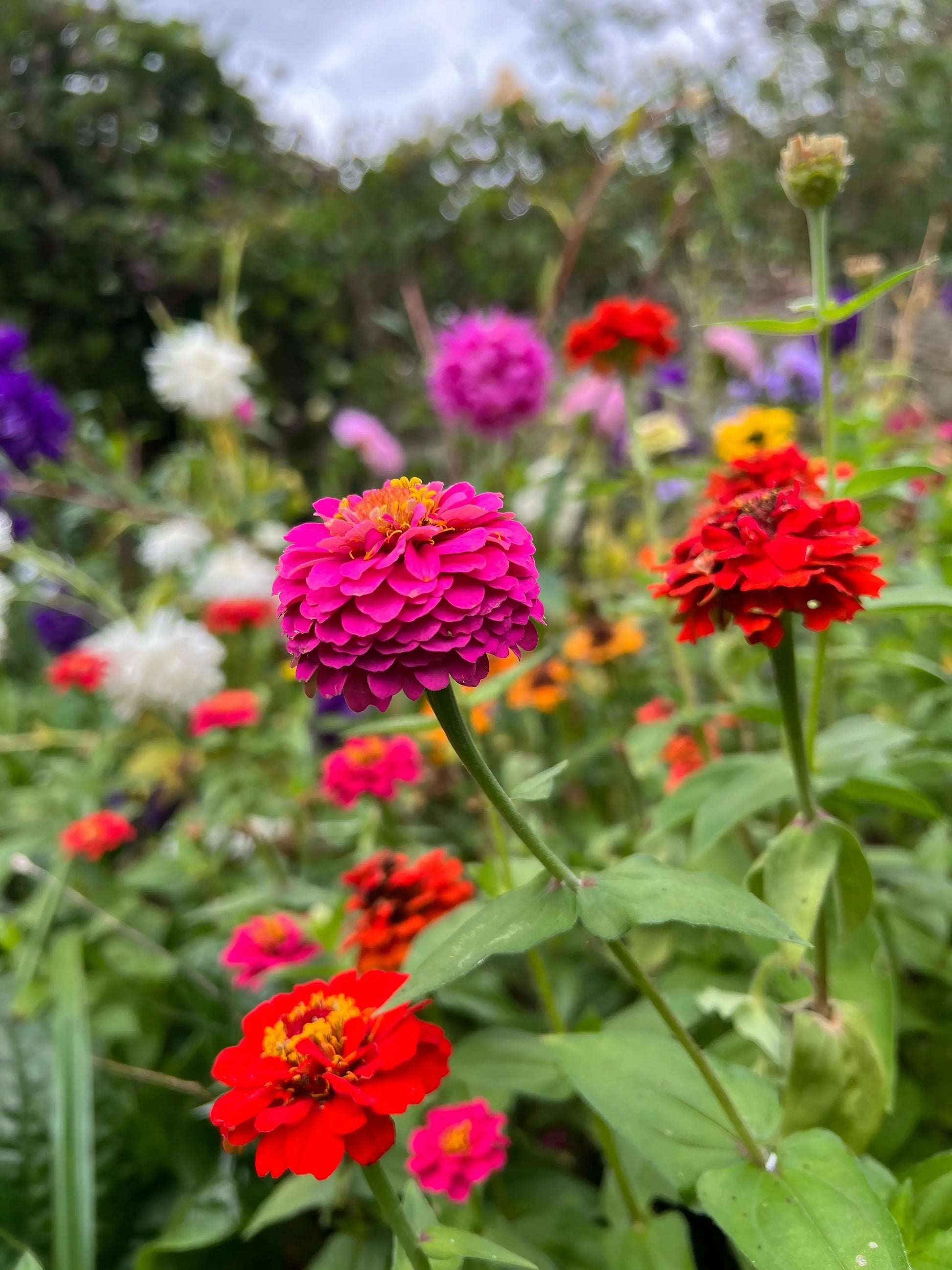 Zinnia Lilliput Mix - REGN
